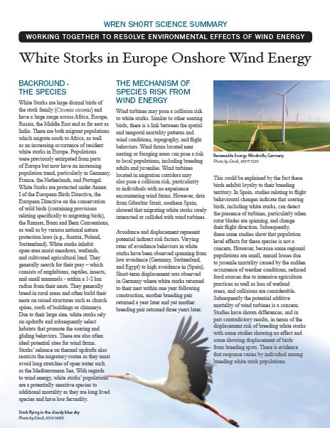 White Stork Short Science Summary