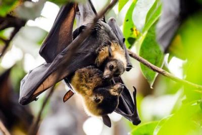 Bats - Flying Foxes